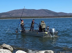 CDFW crews electrofish Eagle Lake to capture rainbow trout for spawning.